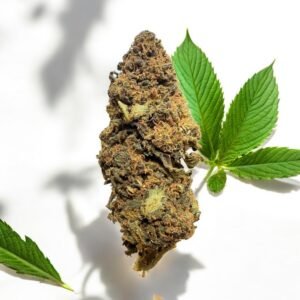 Fleur de CBD Mango Kush